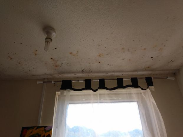 Reading Chronicle: There is even mould on the ceiling of the kitchen in the flat. Elaine Parry-Taylor said that when it rains, she has to be careful that water and mould doesn't drip into her food. Credit: James Aldridge, Local Democracy Reporter