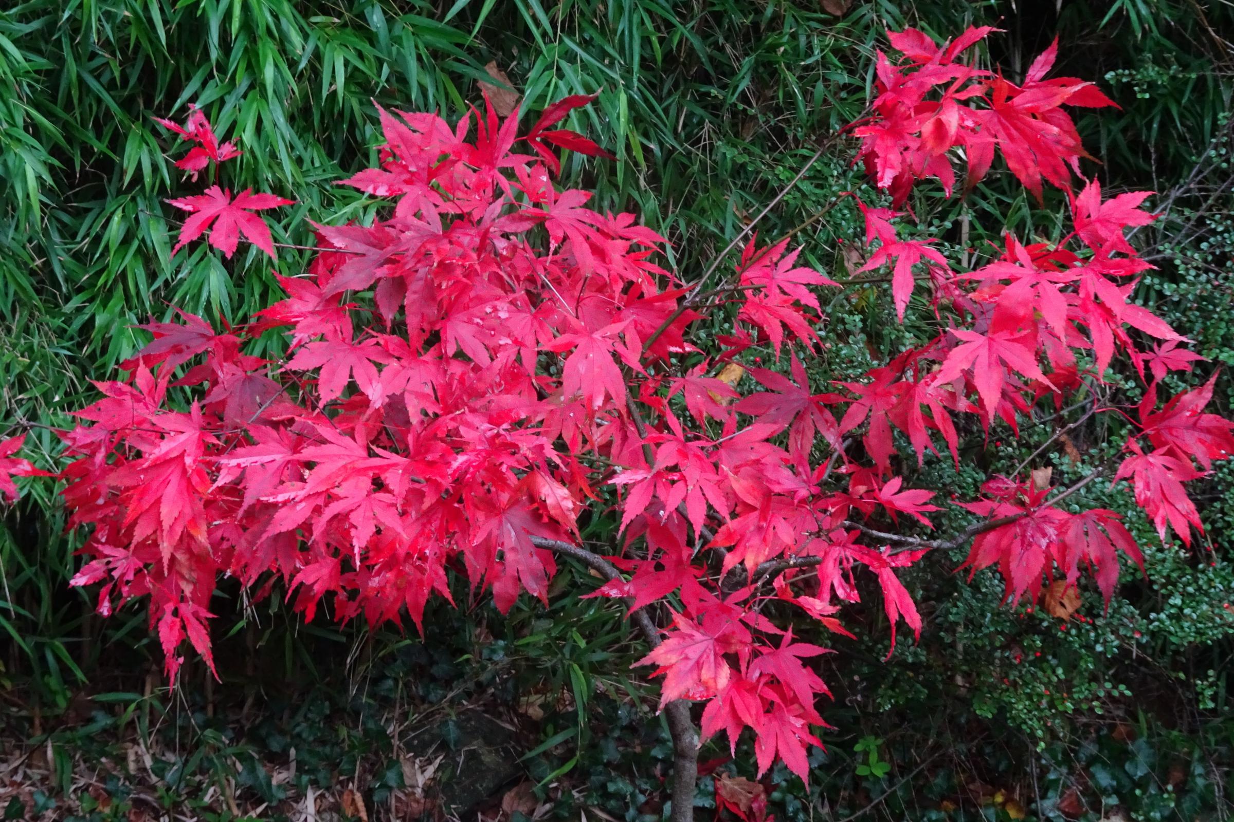 Bright pink leaves in Berkshire (Peter Towndrow)