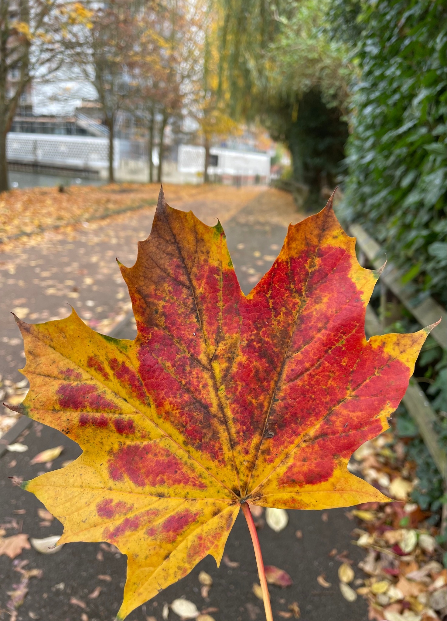 One of the many fallen leaves in Berkshire (Cassandra Simpson)