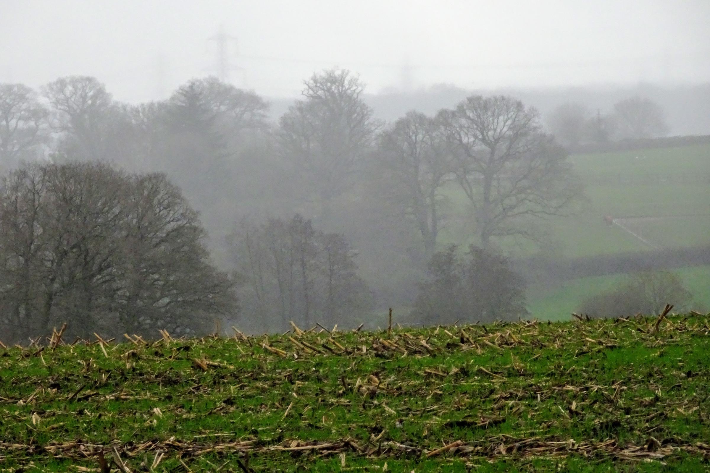 Misty fields in Reading (Peter Towndrow)