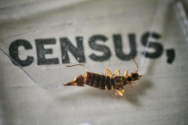 Reading Chronicle: An insect, which died at some point in the last 100 years, being removed from the pages of the 1921 Census at the Office for National Statistics (ONS) near Southampton. Photo via PA.