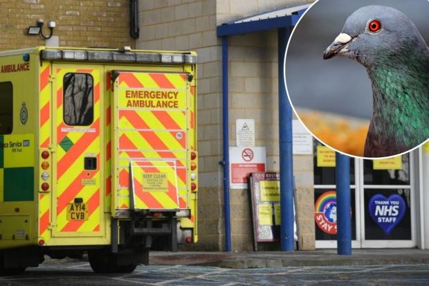 File photos of an ambulance and a pigeon, after false rumours of a pigeon cull circulated online