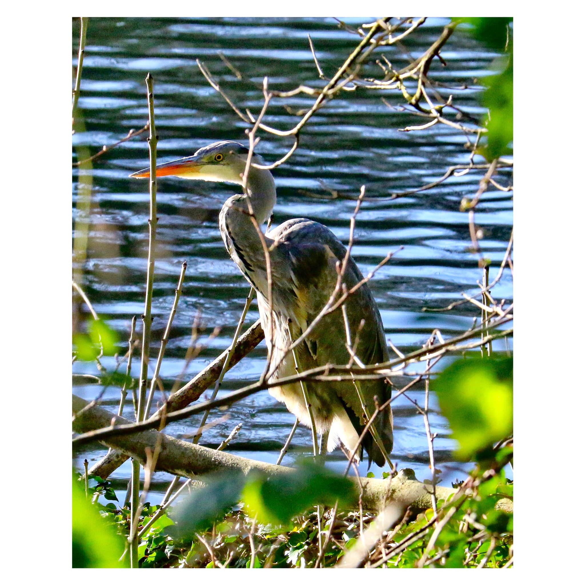 A heron is spotted in the county Henry Thompson)