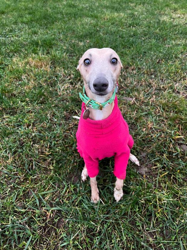 Reading Chronicle: Pretty in pink: Darcy the whippet 