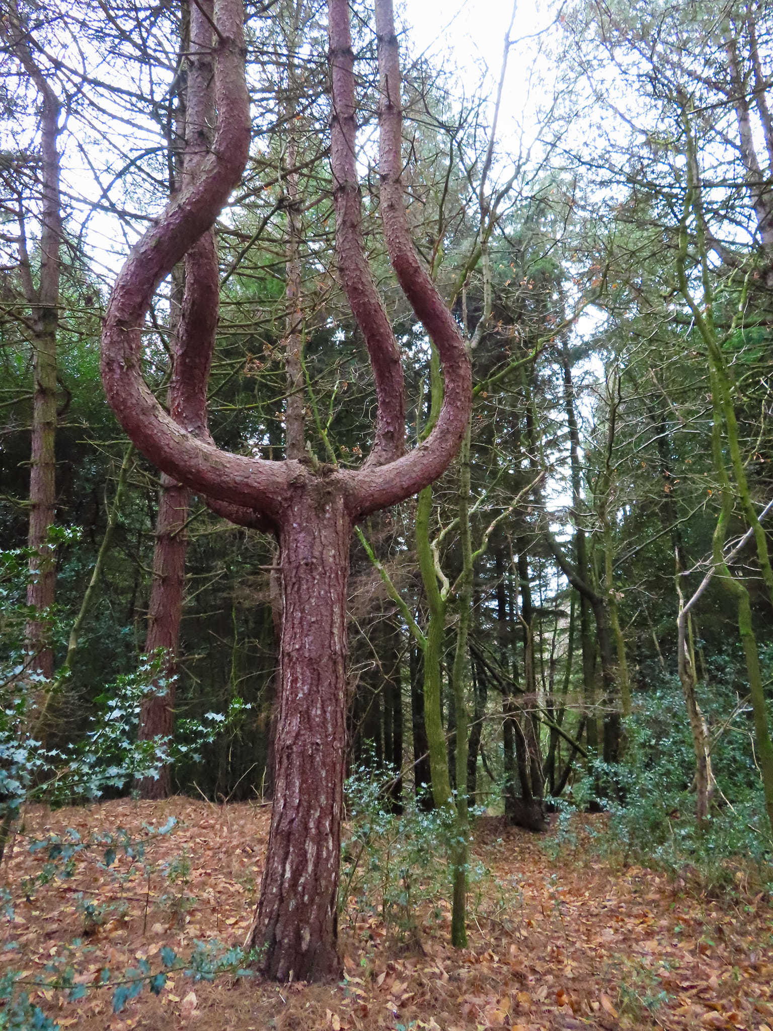 A funky looking tree (Claire Willatt)