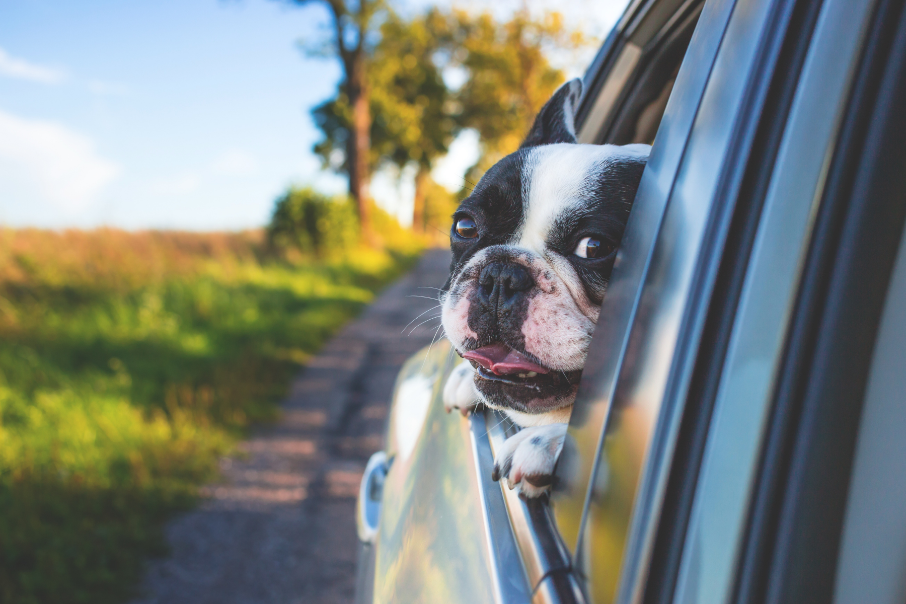 Highway Code: UK drivers could face £5,000 fine for driving with dog in the car - Vimarsana News