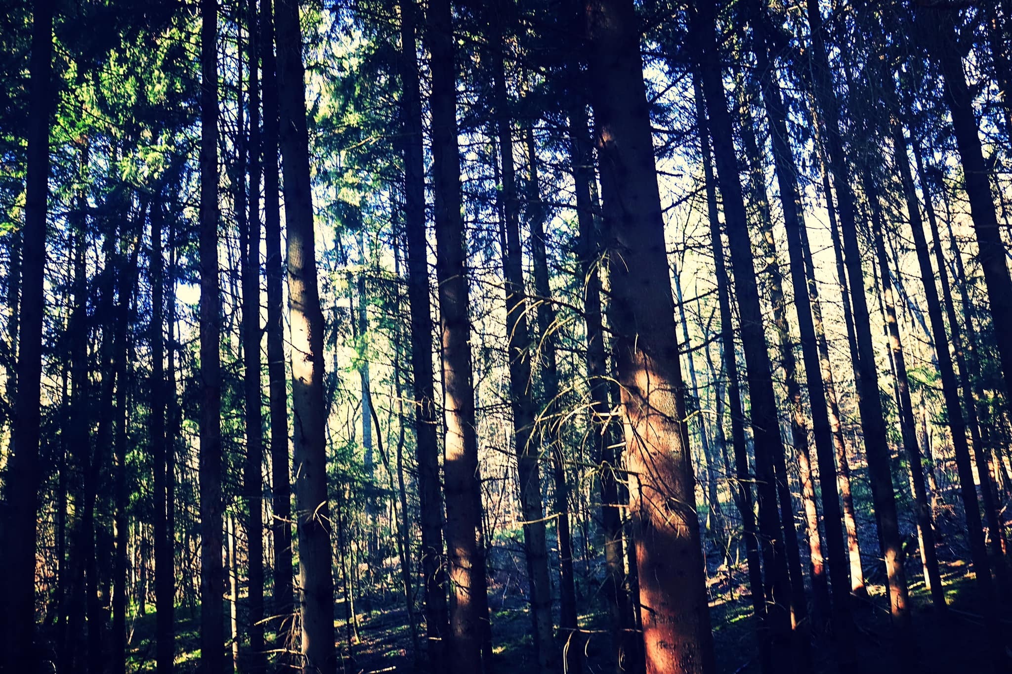 Wonderful woodlands (Vikki Peedle)
