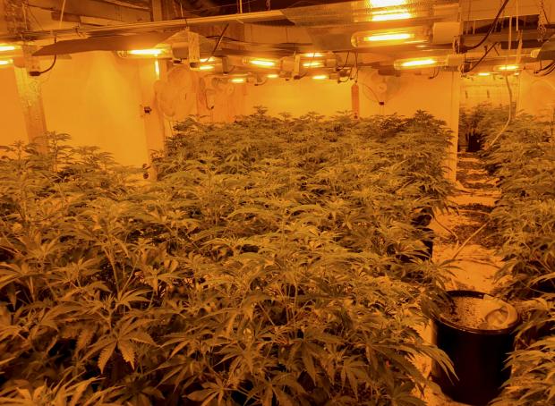 Reading Chronicle: Oustha ran huge cannabis farms in the region