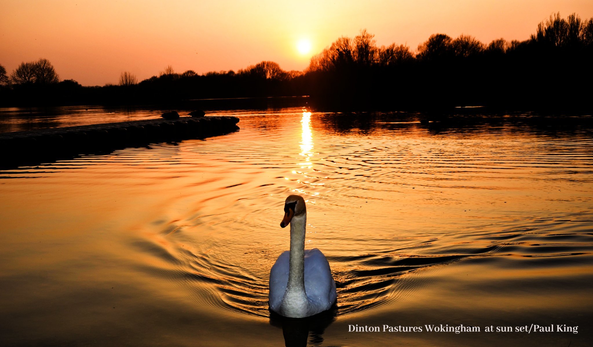 Sunsets and a swan (Paul King)