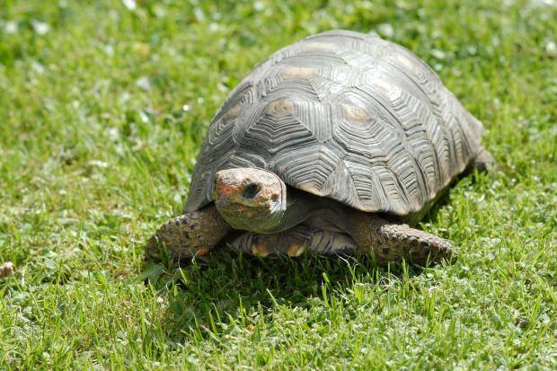 Darwin the Aldabra tortoise, the oldest resident at Blackpool Zoo, has died aged 105 (Canva)