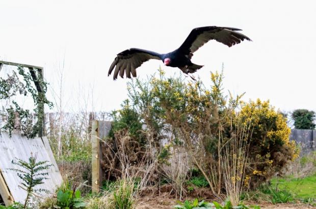 Reading Chronicle: A vulture spotted in Berkshire (Emma Dobson)