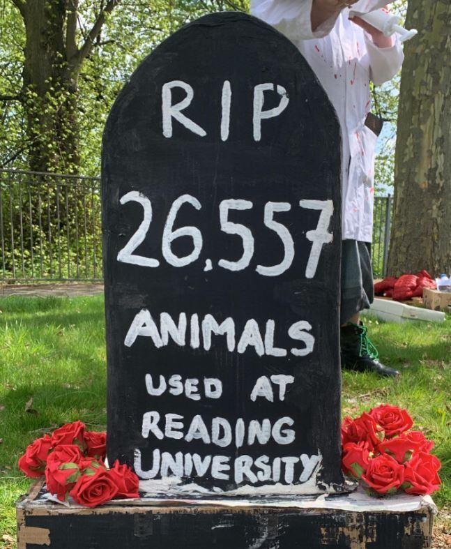 Reading university slammed for using animals for research | Reading  Chronicle