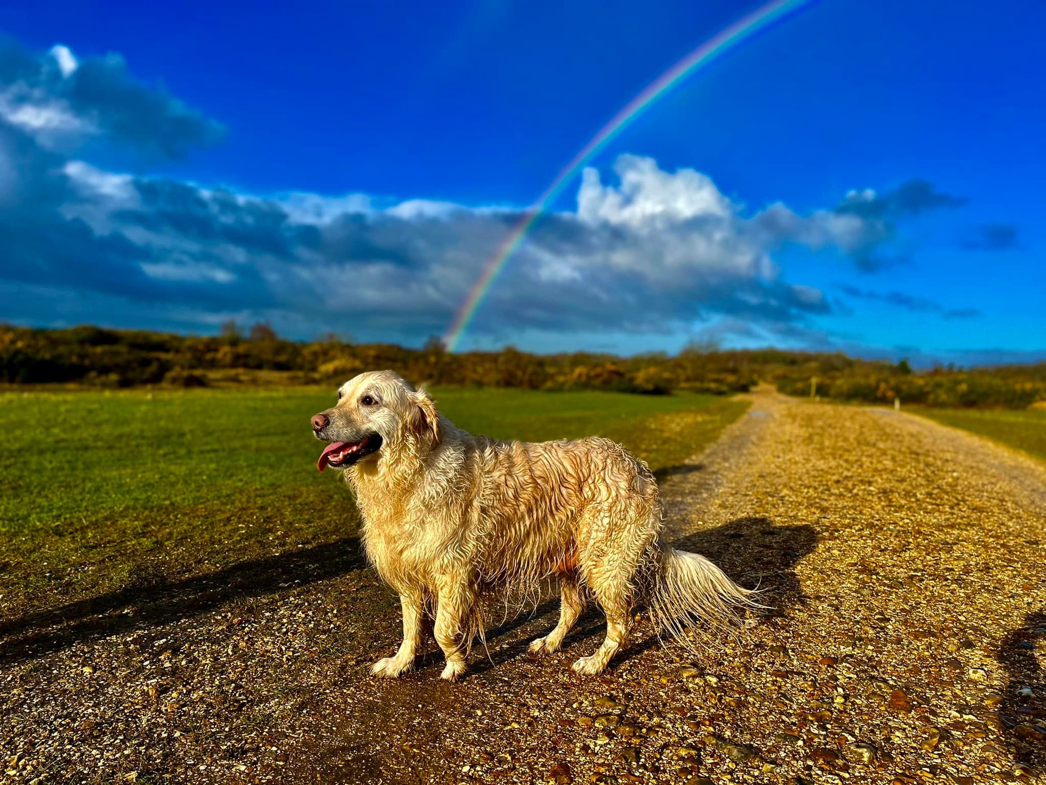 Somewhere over the rainbow... (Tony McGinn)