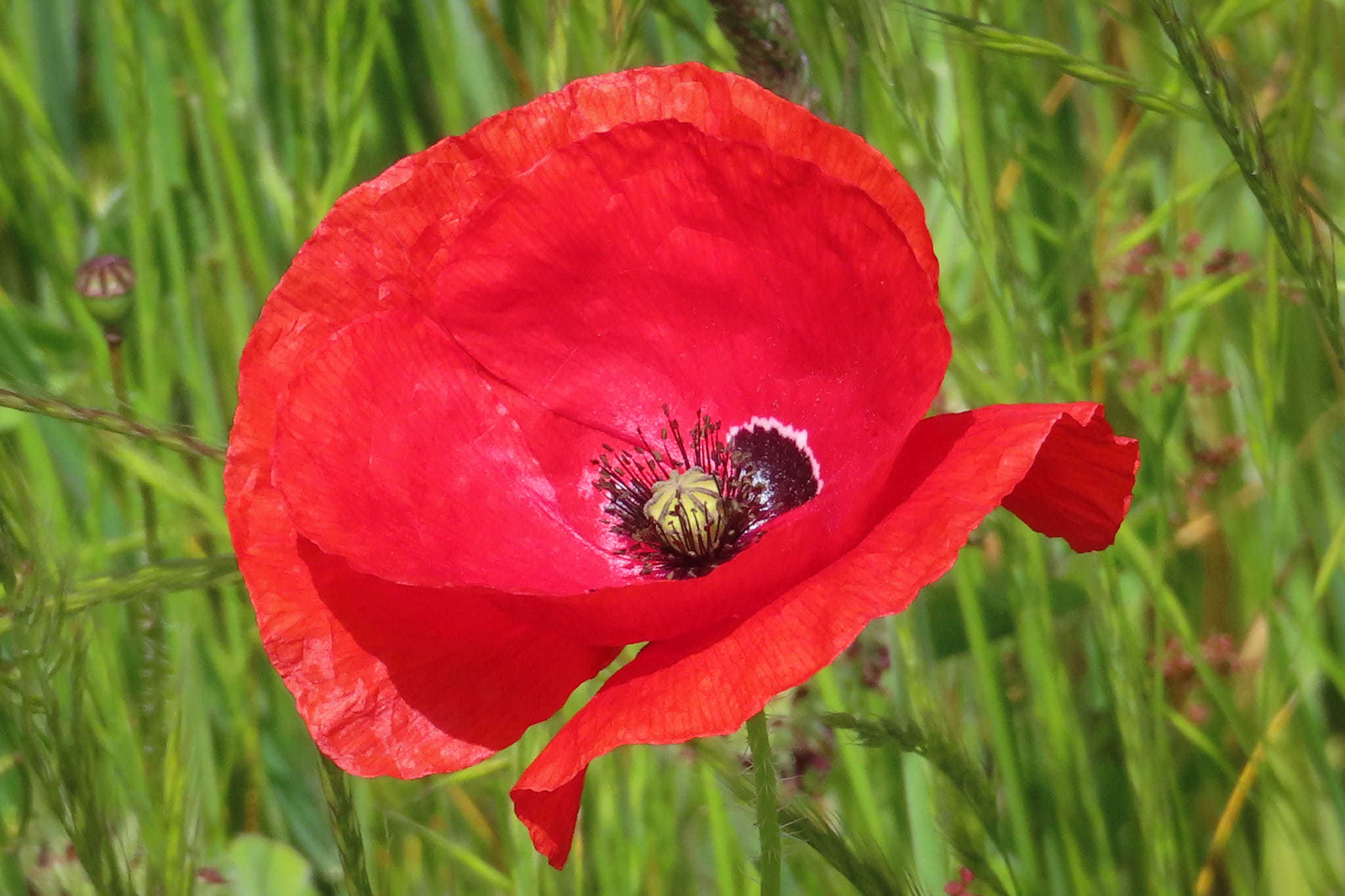 A poppy in Berkshire (Claire Willatt)