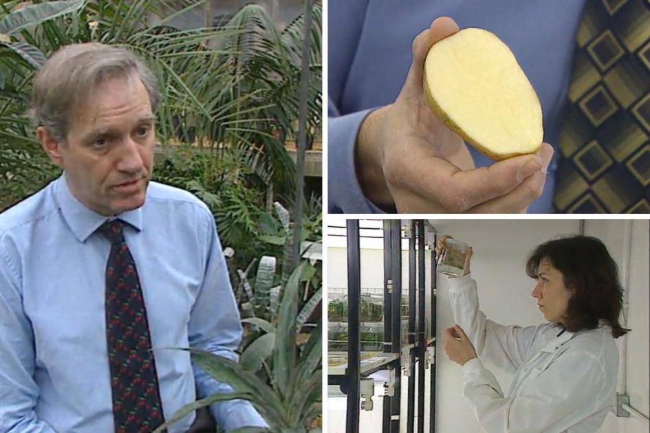 How Reading scientists used a potato to treat burns