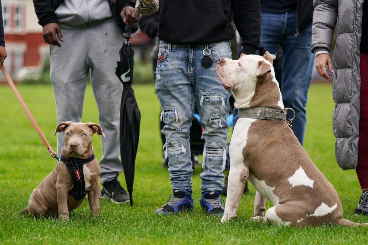 American XL Bully to be banned in UK by end of 2023 after man dies  following dog attack, Rishi Sunak says - Chronicle Live