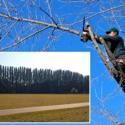 File photo of a tree surgeon and inset, the poplar row in Christchurch Meadows, Reading