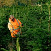 Forestry manager Paul Mather checks Christmas trees still growing in fields for size at the Yattendon estate in West Berkshire, managed by Needlefresh
