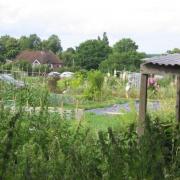 The Tilehurst allotments viewed from Armour Hill. Credit: Chris Collard Creative Commons Licence https://creativecommons.org/licenses/by-sa/2.0/