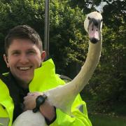 Real life 'Hot Fuzz' moment as police rescue swan
