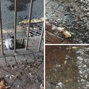 A dead pigeon, and all the droppings and feathers along the footpaths under the railway in Caversham Road, Reading. Credit: UGC