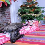 Dog spends heartbreaking fourth Christmas alone in kennels