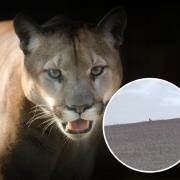 Mystery of big cat near M4 continues as reports of sightings flood in