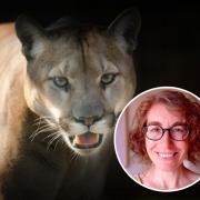 Expert says it is 'not impossible' for big cats to roam Reading