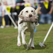 Guide Dogs HQ set to host family fun day with dog show, food and more