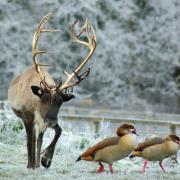 Santa and his Reindeer: Festive fun for all the family at Beale Park this Christmas