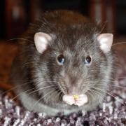 A stock image of a rat. An infestation where neighbours claimed that rats the size of cats were roaming an estate in Coley has been resolved. Credit: Derek Sewell from Pixabay