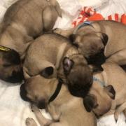 Rescued Pug puppies named after Santa’s reindeer spend first Christmas at home
