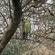 Residents express views over exotic birds seen across Woodley