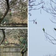 Updated photos of mysterious exotic birds seen across Woodley