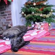 'It might not be an instant adoption' Update on pup who spent four Christmases alone