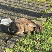 Is this your bunny? Rogue rabbit discovered near Caversham