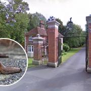 Great British Bake Off house hit by an invasion of SLUGS