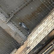 Network Rail responds to OUTRAGE after pigeon is trapped under bridge