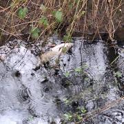 Thames Water fined £24 Million for polluting rivers  - Here are spills in Berkshire