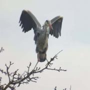 A heron balances itself on two branches (David Turner)