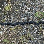 RARE black adder spotted amid snake warnings across Berkshire