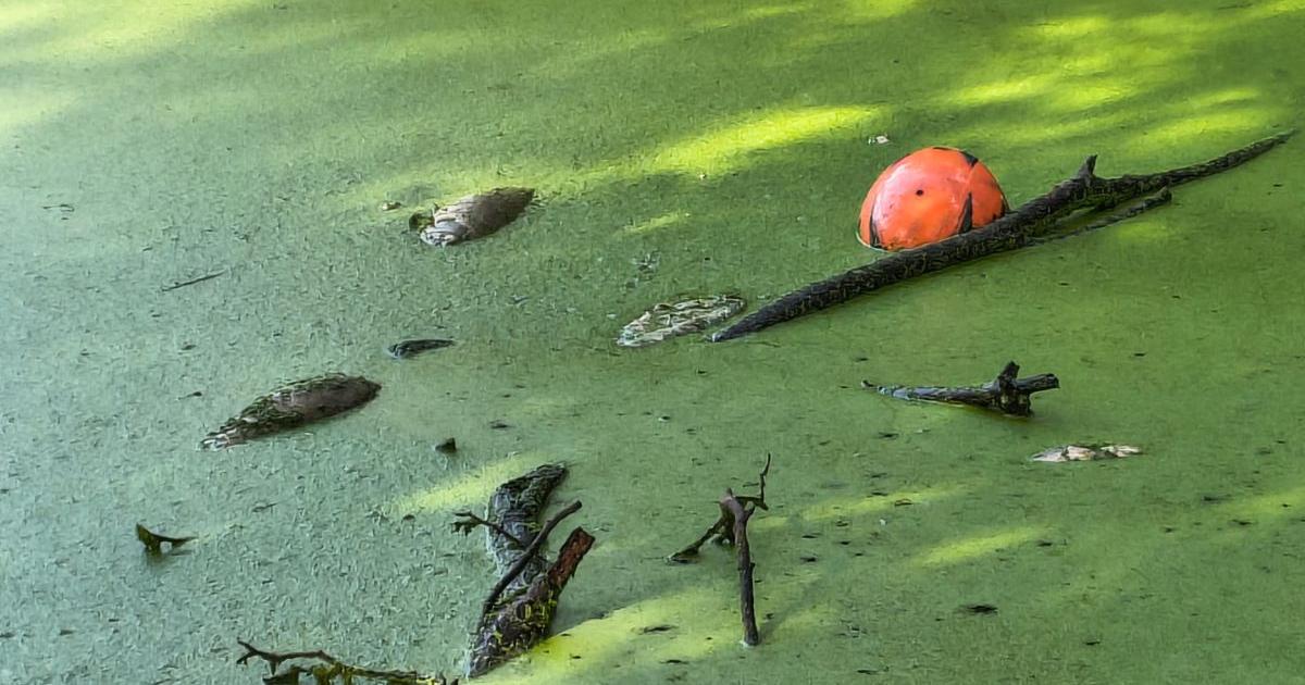 Residents demand action as 30 dead fish rot in Reading pond
