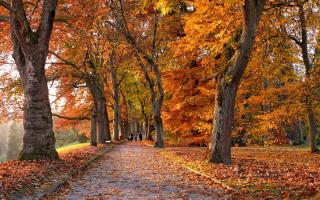 Best walks in Berkshire to enjoy this Autumn