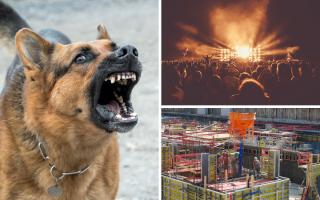 Sources of noise complaints, dogs barking, outdoor events and construction work. Credit: Pixabay users Christels, Pexels and Joffi