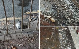 A dead pigeon, and all the droppings and feathers along the footpaths under the railway in Caversham Road, Reading. Credit: UGC