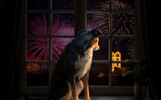 A Generic Photo of a dog and fireworks.