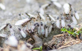 When is Flying Ant Day set to take place in the UK in 2026?