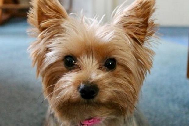 Fire crews dismantle shed after Yorkshire Terrier gets stuck between fence