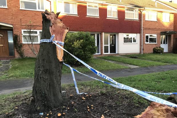 WATCH: Tree torn down by violent winds overnight